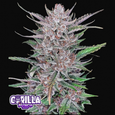 Gorilla Punch Auto - FastBuds